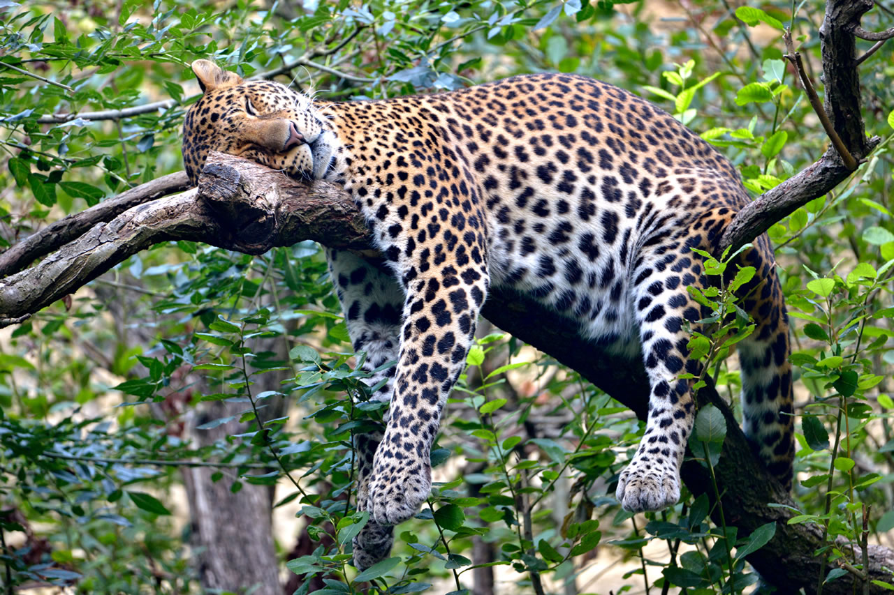 Leopard Sleeping in Tree to illustrate SEO for the lazy