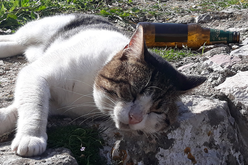 Drunk cat next to beer bottle in Montenegro for our article on humor in marketing